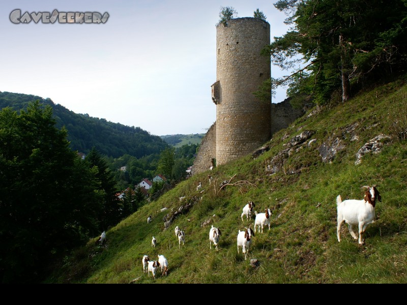 Burghöhle von Loch: Das Areal der Burg wird des öfteren als Ziegenweide verwendet. Man beachte auch das seitliche Klohäuschen am Turm