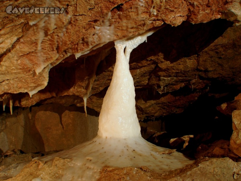 CWB-Höhle: Hier bemerkt der aufmerksame CaveSeeker allerhand eingesinterte Fledermausscheisse.