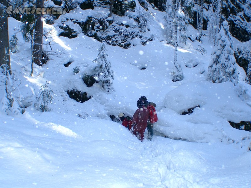 Eishöhle Sutten: Zunächst am falschen Loch im Schnee grabend. Der richtige Eingang befindet sich unter dem gestürzten Baum zur rechten.