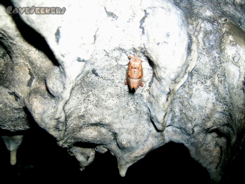 Geißberghöhle: Geheimnissvolles Insekt. Auch nach mehrfacher Ermahnung konnte es mit keiner gÃ¼ltigen Sondergenehmigung aufwarten.