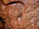 Goldfußschacht - Der Ammonit aus der Kreil-Perspektive. Vorteil: Makrokreil.