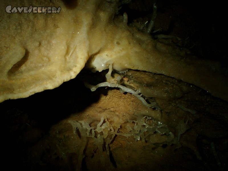 Grotte des Tunnels: Interesannte Excentrics überall. An der Decke.