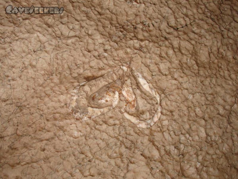 Hirlatzhöhle: In der Wasserklamm, eine fossile Kuhtrittmuschel.