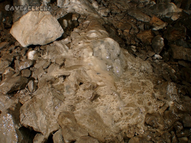 Malanca: Mitten im zertrampelten Höhlenboden wächst dies hier.