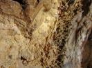 Mangfallbrückenhöhle - Spinnensuchbild