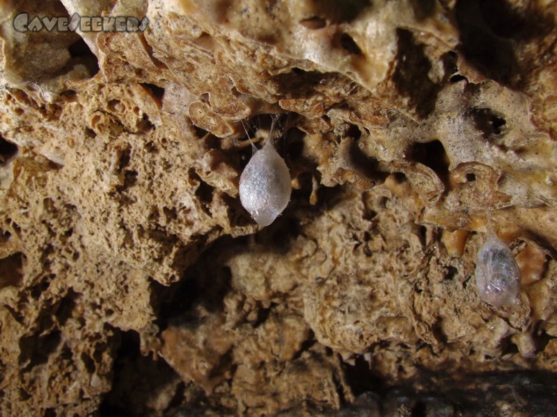 Mangfallsinterdeckenhöhle: Kokons - in jedem eine Spinne