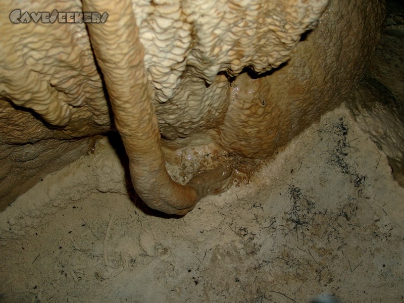 Meanderhöhle F.: Nochmal die Muräne. Zu ihren Füßen soll einst Wasser gestanden haben. Mit Sinterperlen.