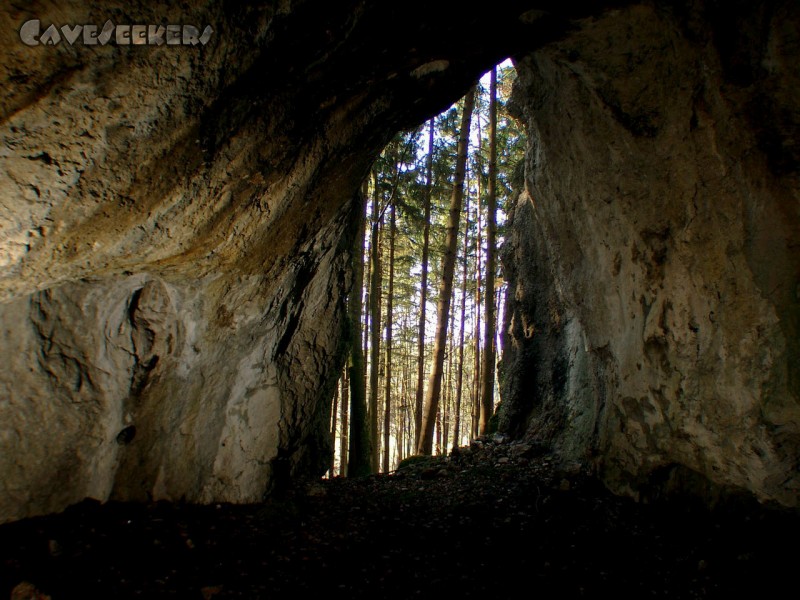 Schweigelshöhle: Blick in den Wald.