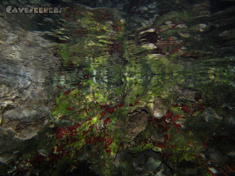 Seeweiherquellgrotte: Unter Wasser im Tageslichbereich. Schön rot.