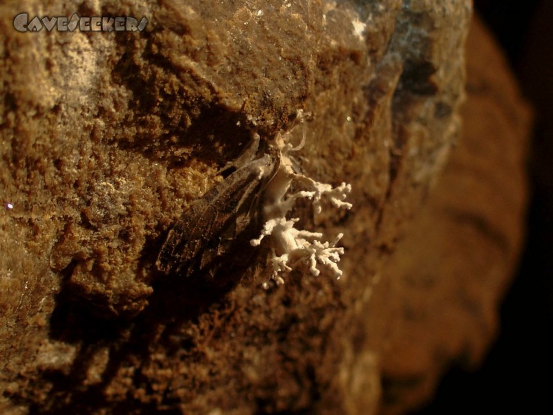 Teufelshöhle Pappenheim: Schlimm verpilzter Nachfalter. Augenzeugen berichten davon, dass dieses Tier noch am Leben war.